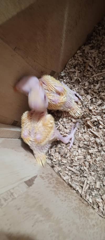 yellow parrot chicks