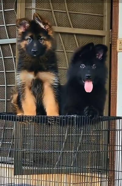 Long coat German puppy Shepherd . 03476578922 WhatsApp