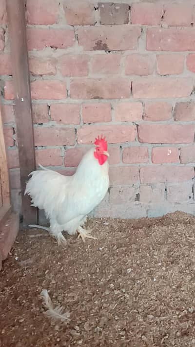 White Bentum