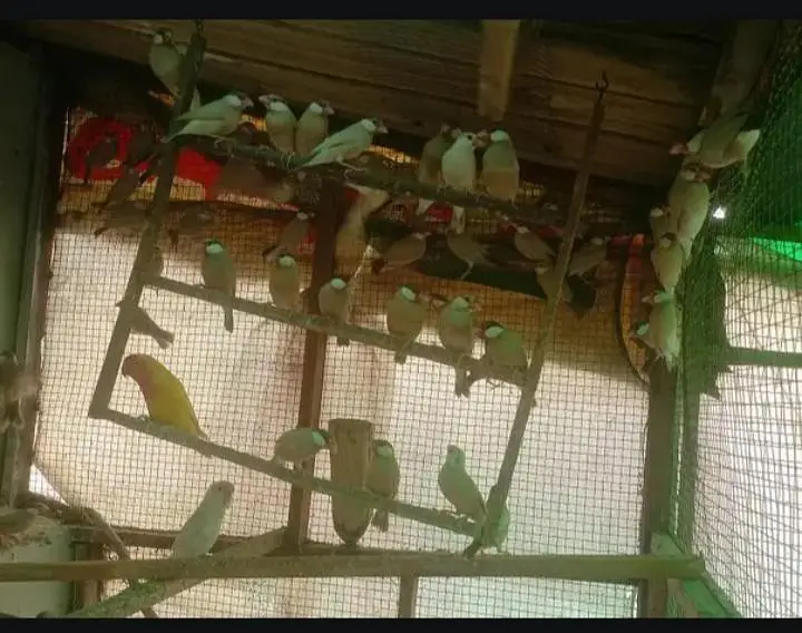 parrots for sale — photo 7