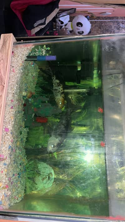  2 Healthy Goldfish with Aquarium for Sale
