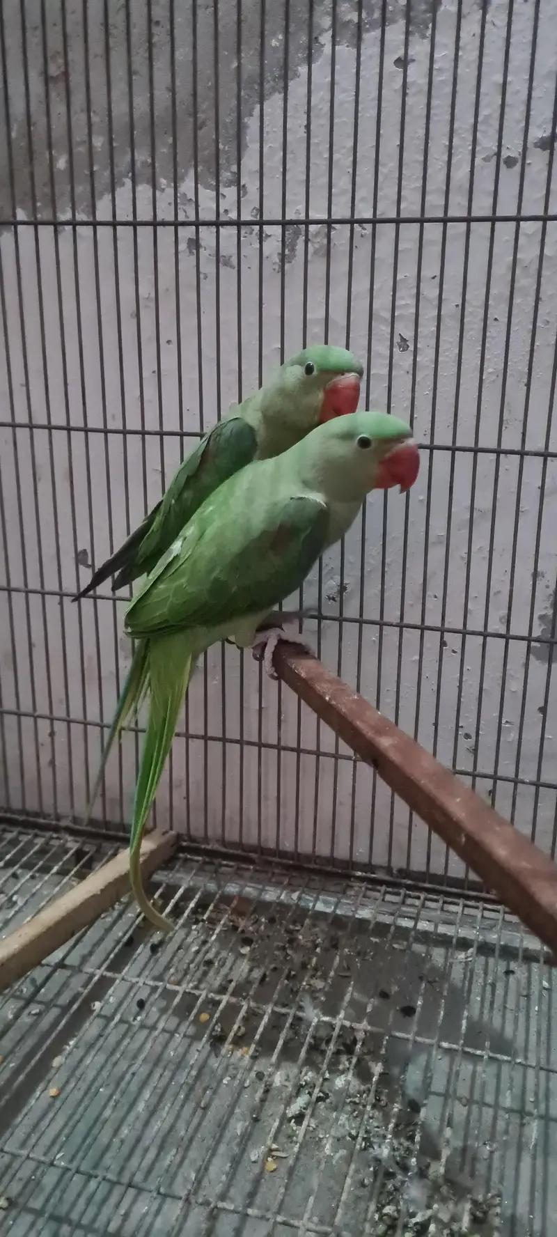 Tame raw pair — photo 2