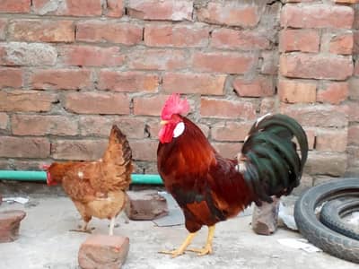 Hen for sale dasi hen in Lahore Most Beautiful