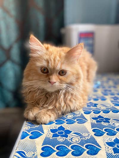For cat pair sale