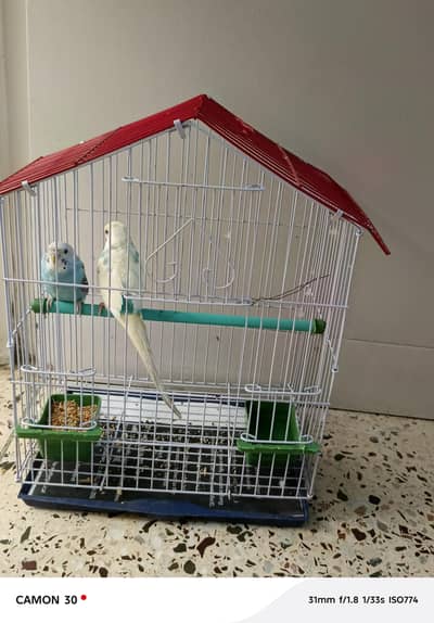 Australian Parrots with cage for sale