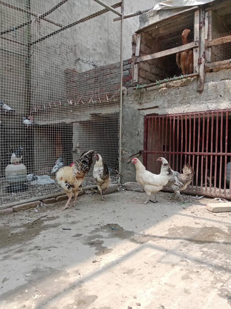 Lahore 1