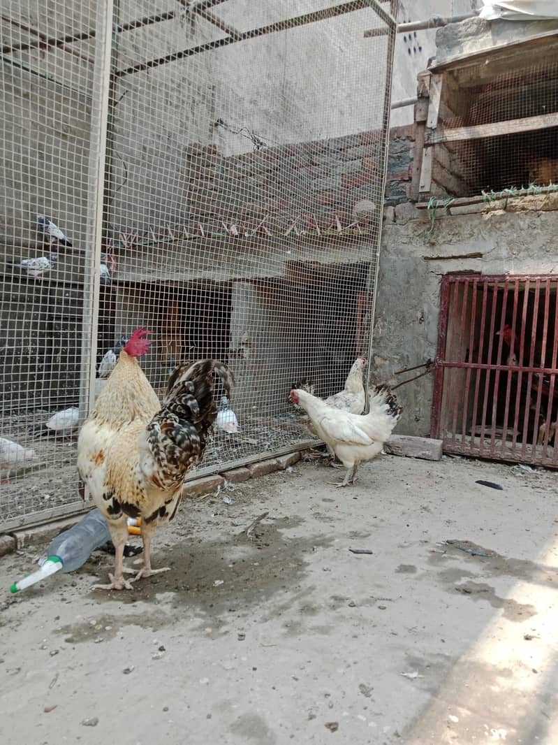 Lahore 3