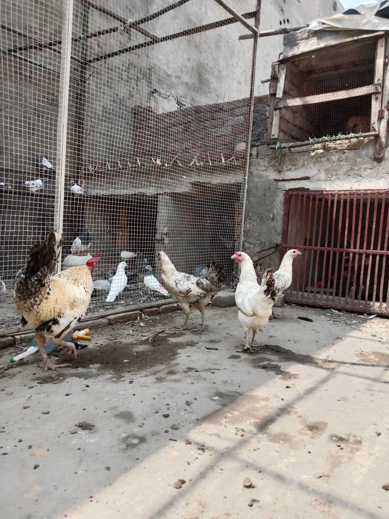 Lahore 4
