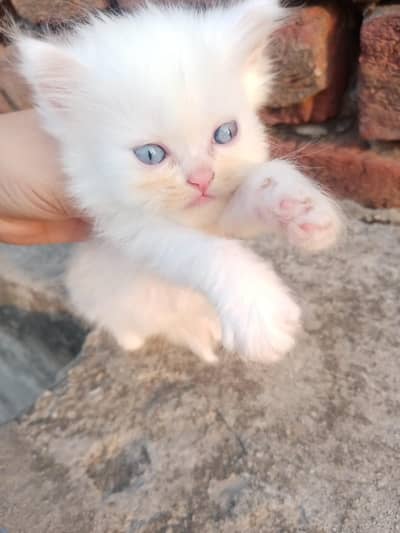 pure persian tripple coated kittens