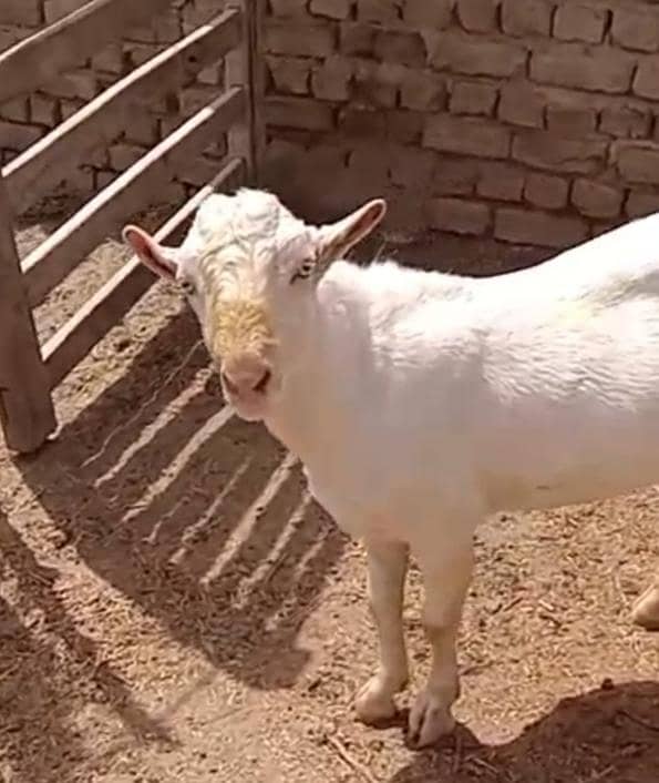 bakra 0