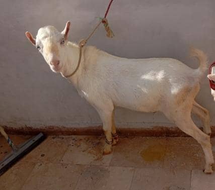 bakra 1