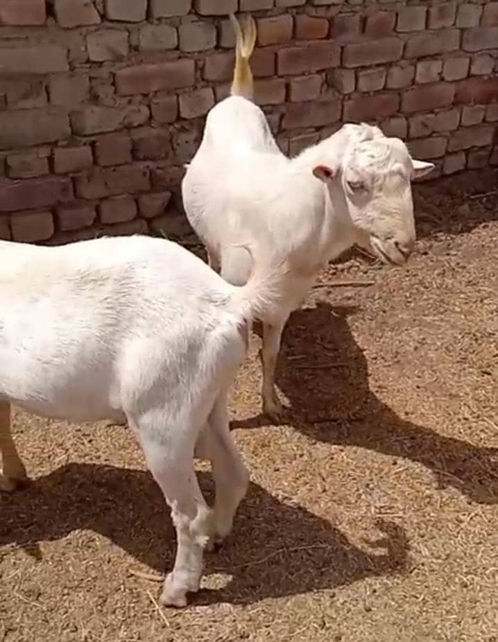 bakra 2