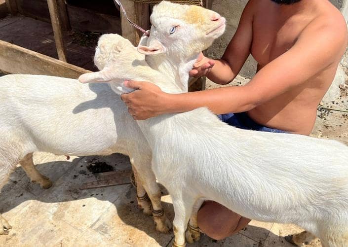 bakra 3