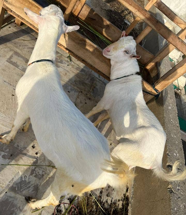 bakra 4