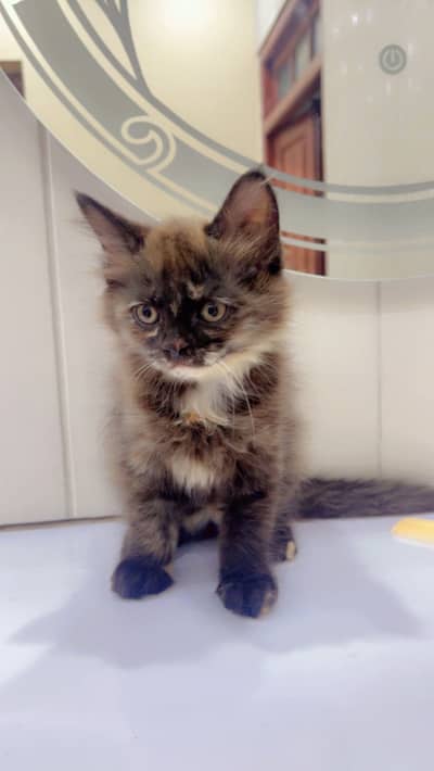 Cute kitten avlble