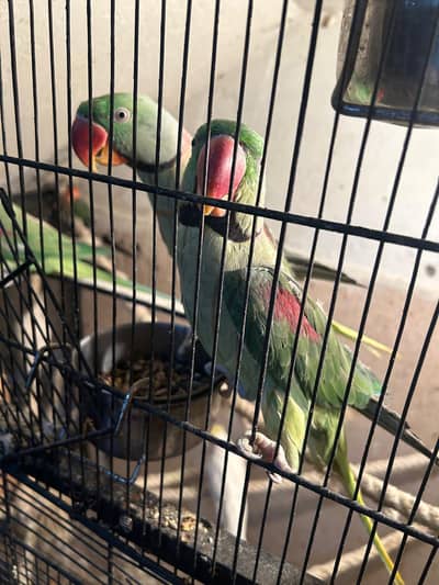 RAW PARROTS 1 PAIR AND 2 MALE EXTRA TOTAL 4