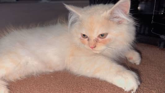 Persial Cat