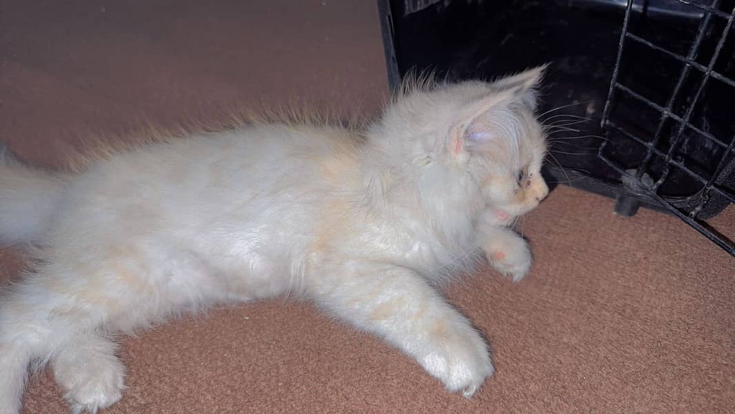 Persial Cat 1