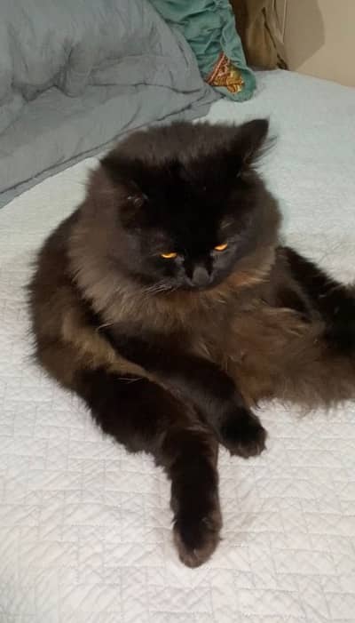 Persian Male Cat Triple coated