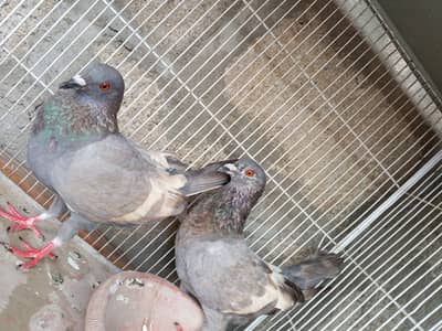 Pigeon