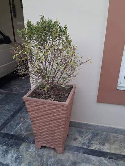 plants