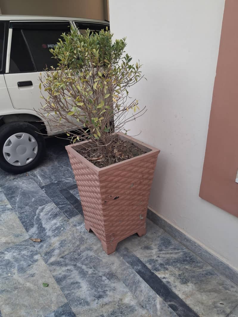 plants 1