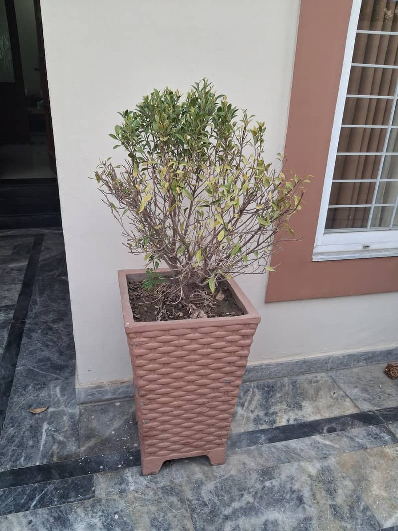 plants 2