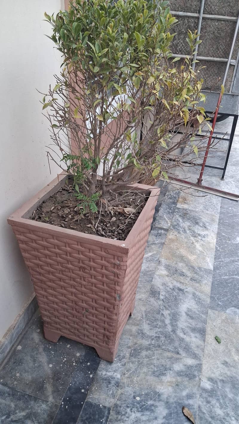 plants 3