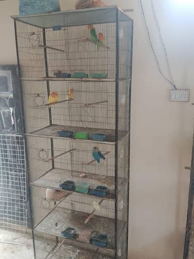 cage arrangat sell Whatsapp num 03700555946