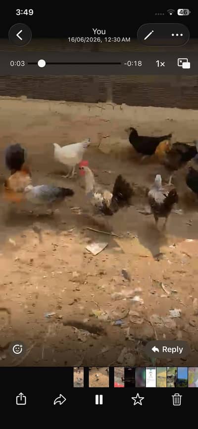 300 ha male bi ha fe male bi ha jis ko chay