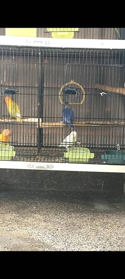 selling 2 pairs of love birds