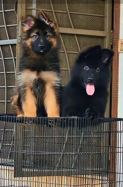Long coat German puppy Shepherd . 03476578922 WhatsApp