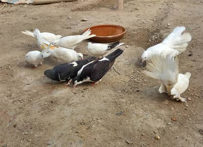 sherazi pigeon