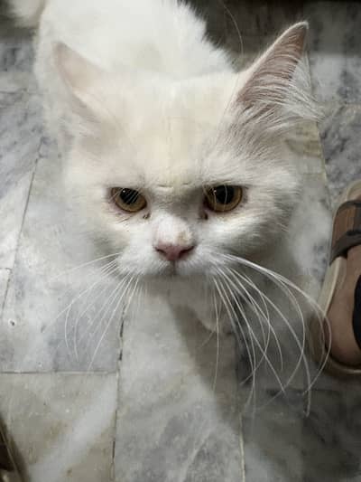 Male Persian white cat triple coated