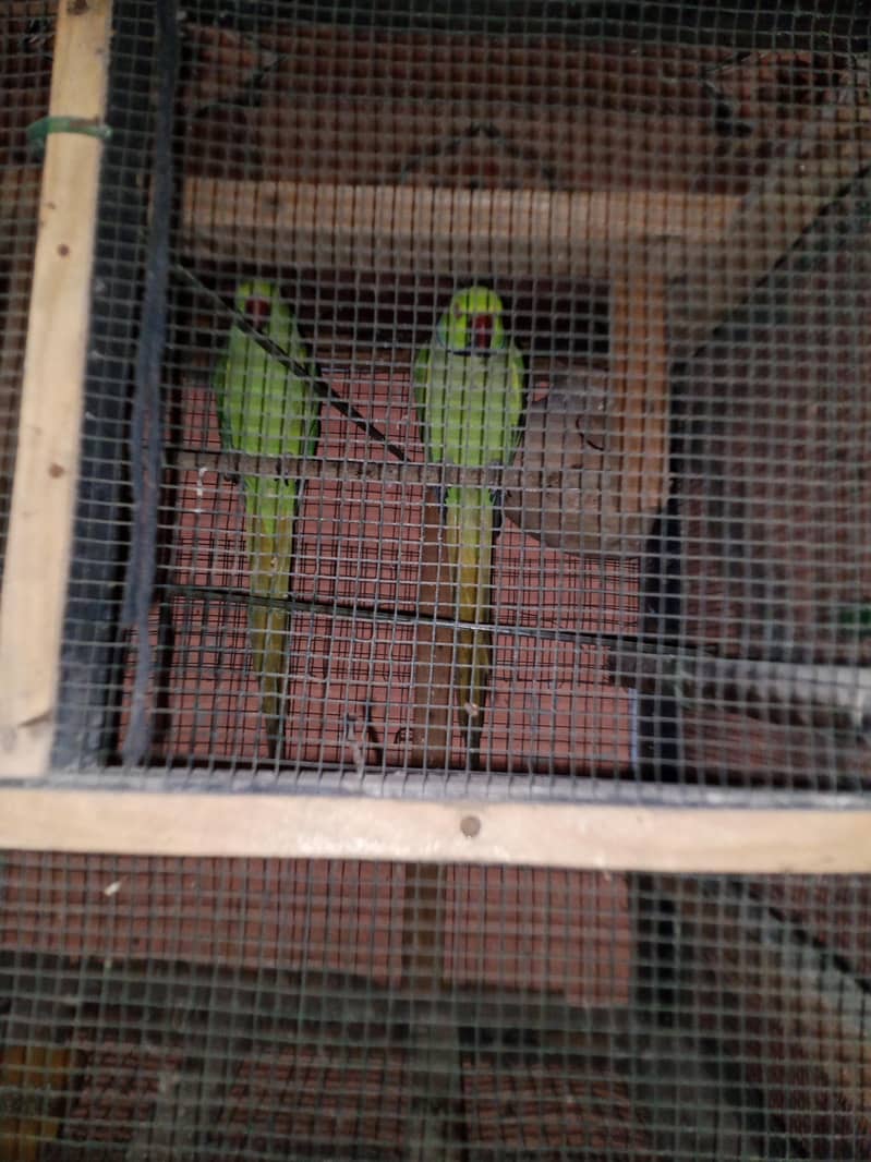 Green ring neck breader pair 0
