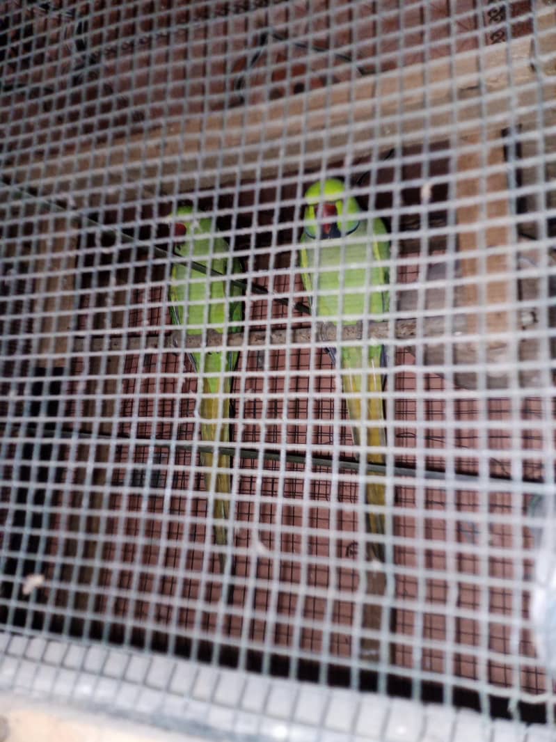 Green ring neck breader pair 1
