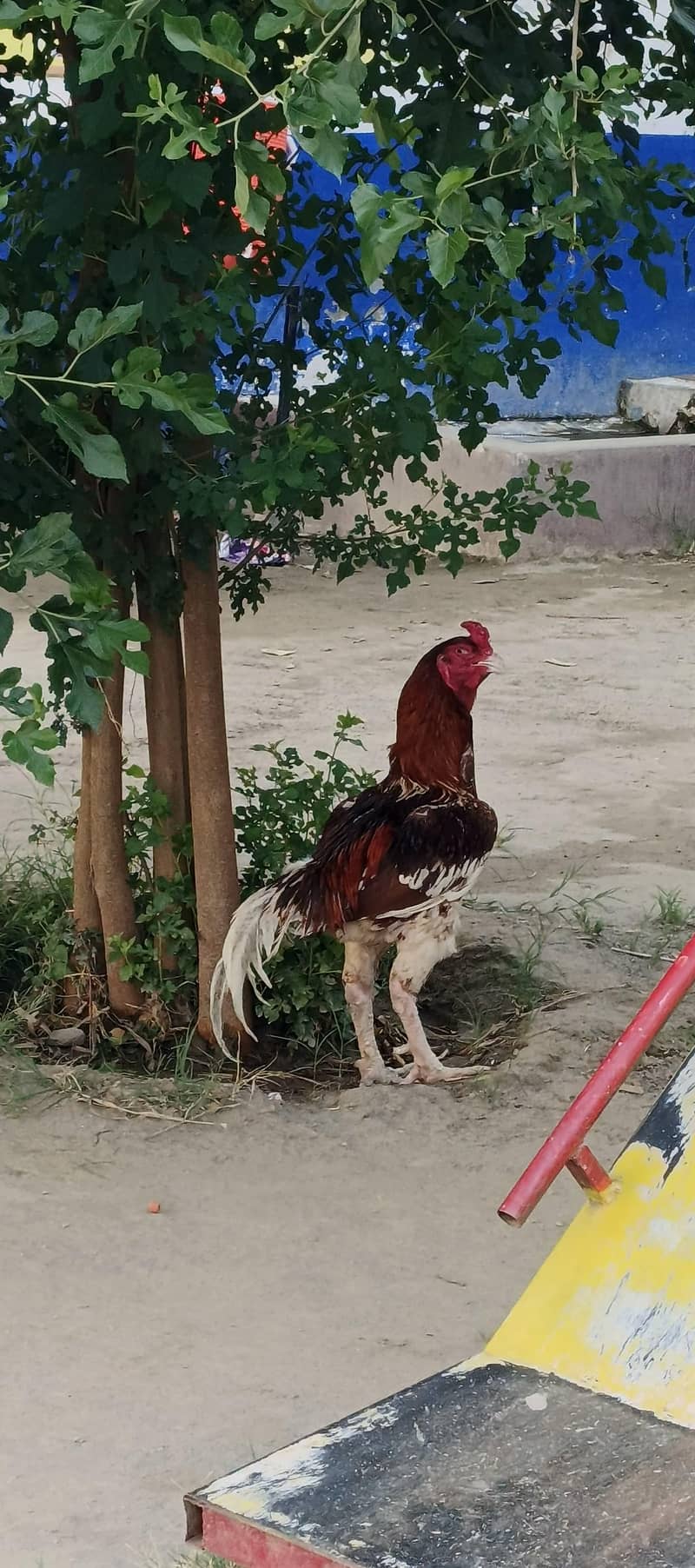 Bohat Mazboot 2