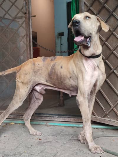 bully male