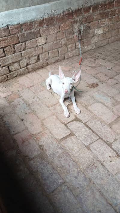 Pure Gulter Male Kid Red Nose 2month