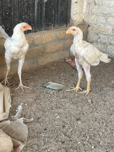kandhari parrot beak cross