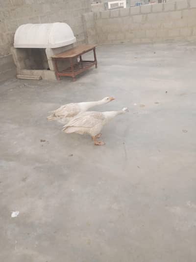 egg laying pair hens bhi hai