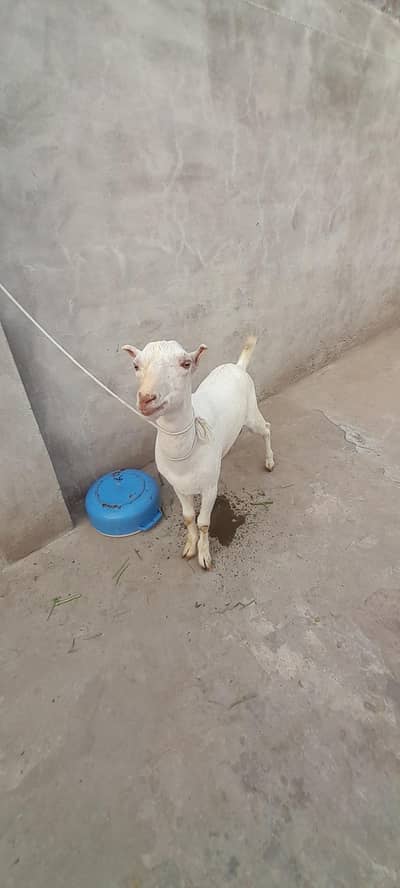 Kheera teda bacha for sale