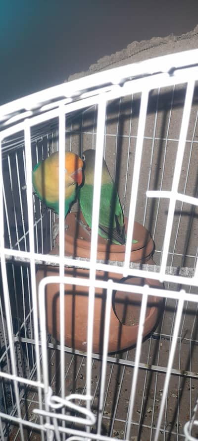 love bird