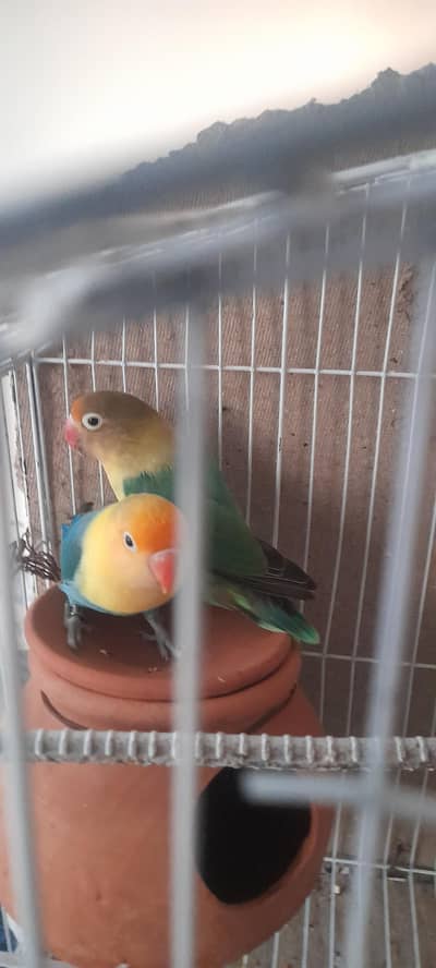 love bird