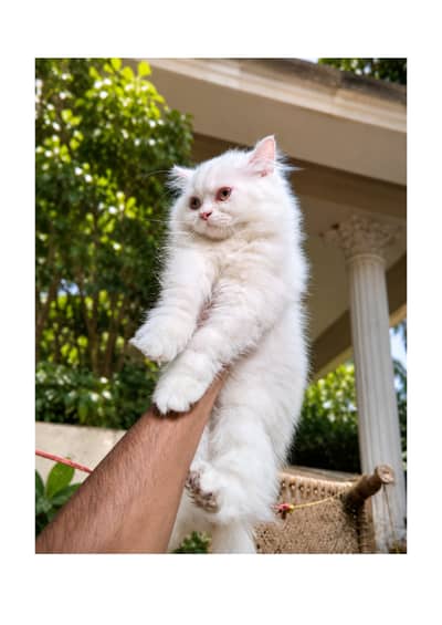 Beautiful White Persian Kitten (Female)