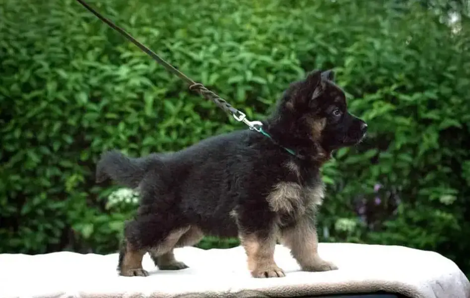 German Shepherd puppy | Long Coat puppies | Dog For Sale | GSD