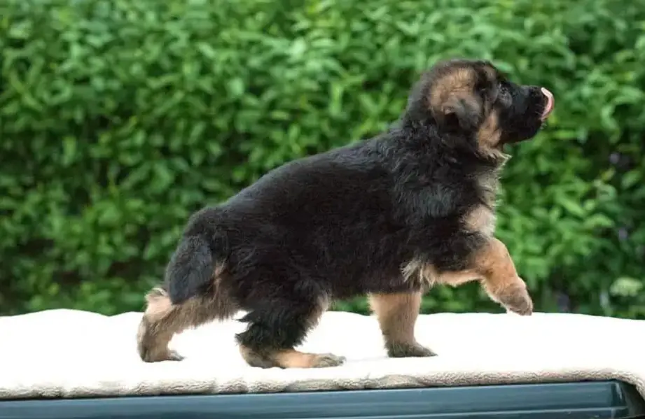 German Shepherd puppy | Long Coat puppies | Dog For Sale | GSD — photo 3