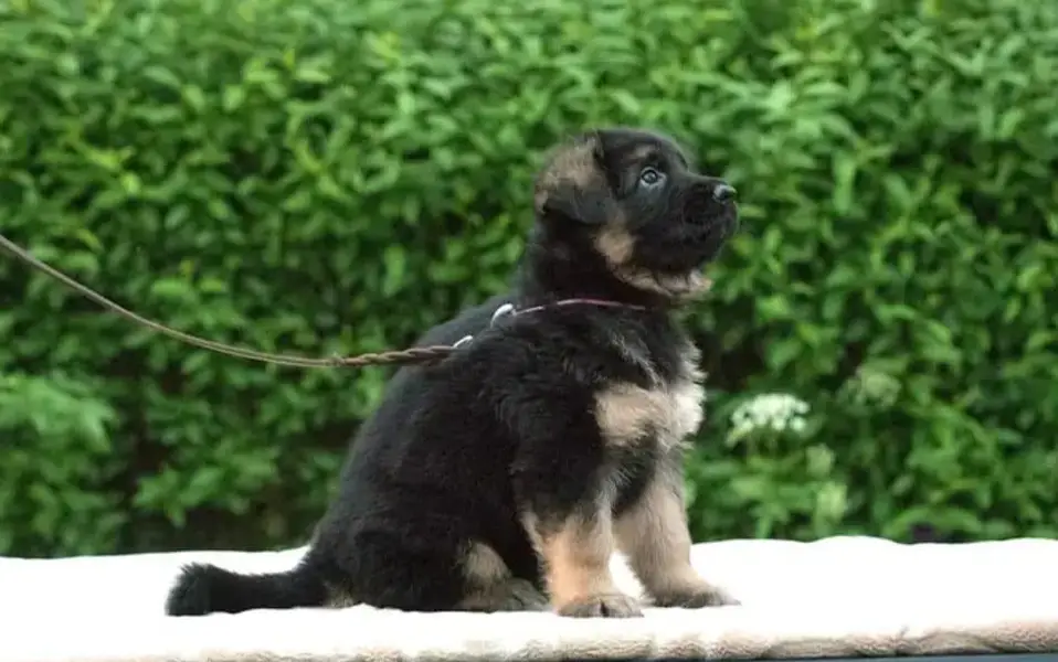German Shepherd puppy | Long Coat puppies | Dog For Sale | GSD — photo 6