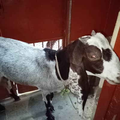 bakri for sale