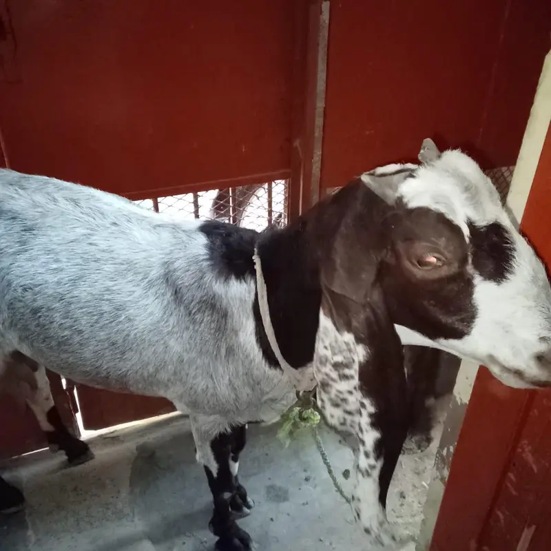 bakri for sale